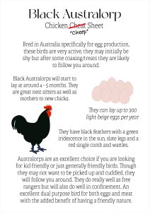 Black Australop Cheat Sheet.