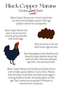 Black Copper Marans Cheat Sheet