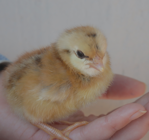 Brown striped Easter Egger chick